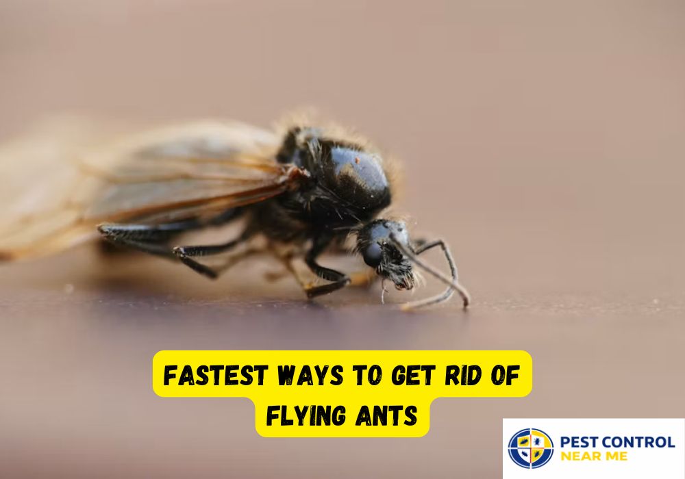 Fastest Ways to Get Rid of Flying Ants - Pest Control Near Me