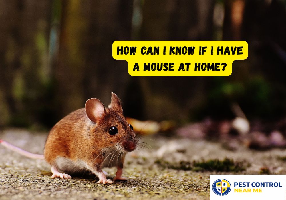 How Can I Know if I Have a Mouse at Home?
