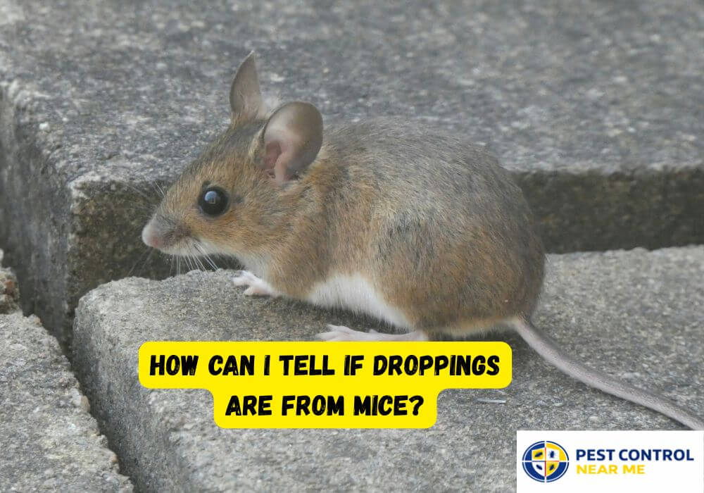 How Can I Tell If Droppings Are From Mice?