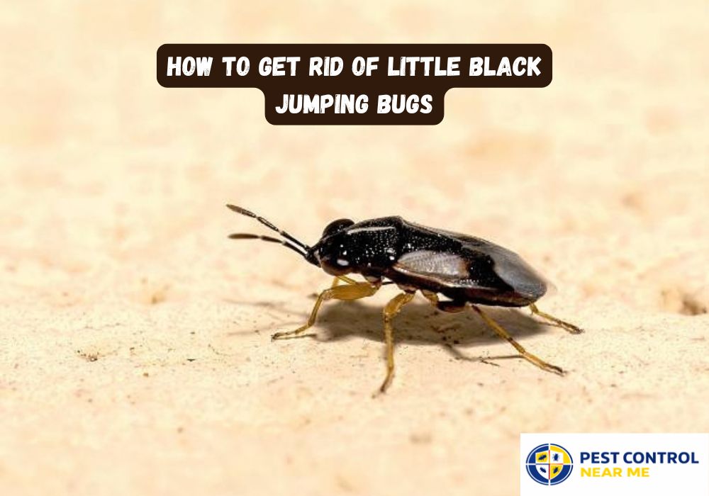 How To Get Rid Of Little Black Jumping Bugs?
