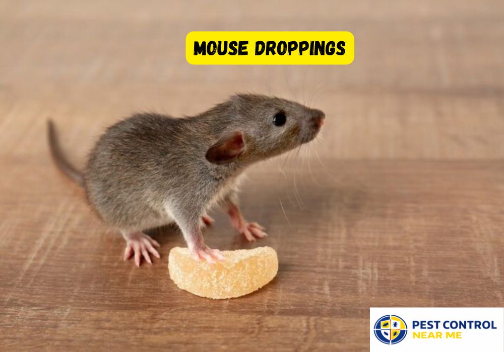 Mouse Droppings