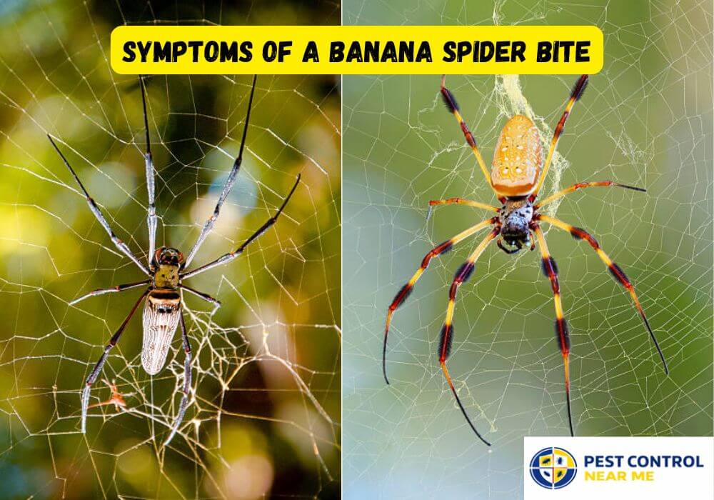 Symptoms of a Banana Spider Bite? - Pest Control Near Me