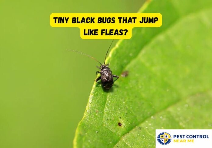 Tiny Black Bugs that Jump Like Fleas? How to Get Rid of Them in 2026