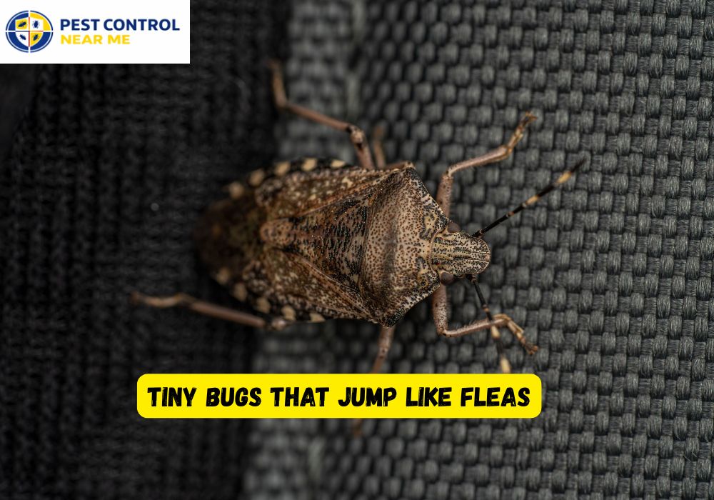 Tiny Bugs That Jump Like Fleas?