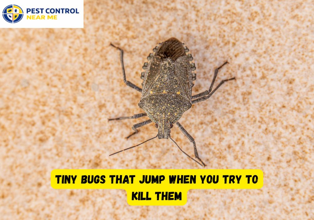 Tiny Bugs that Jump When You Try to Kill Them?