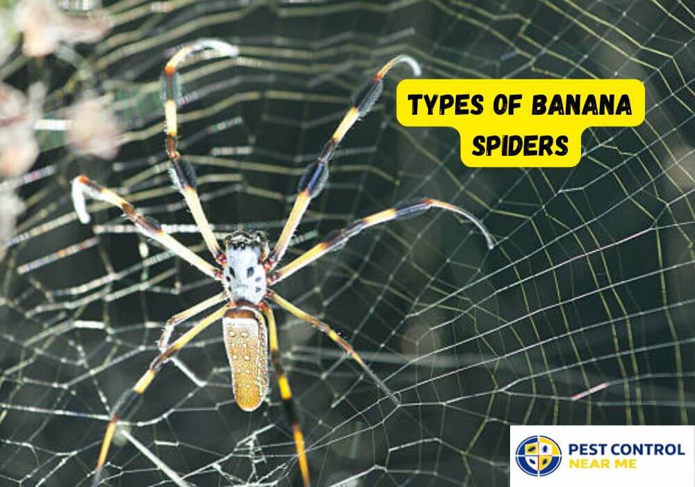 Types of Banana Spiders | Golden Silk Orb-Weaver (Garden Banana Spider) | Brazilian Wandering Spider (Phoneutria) - Pest Control Near Me