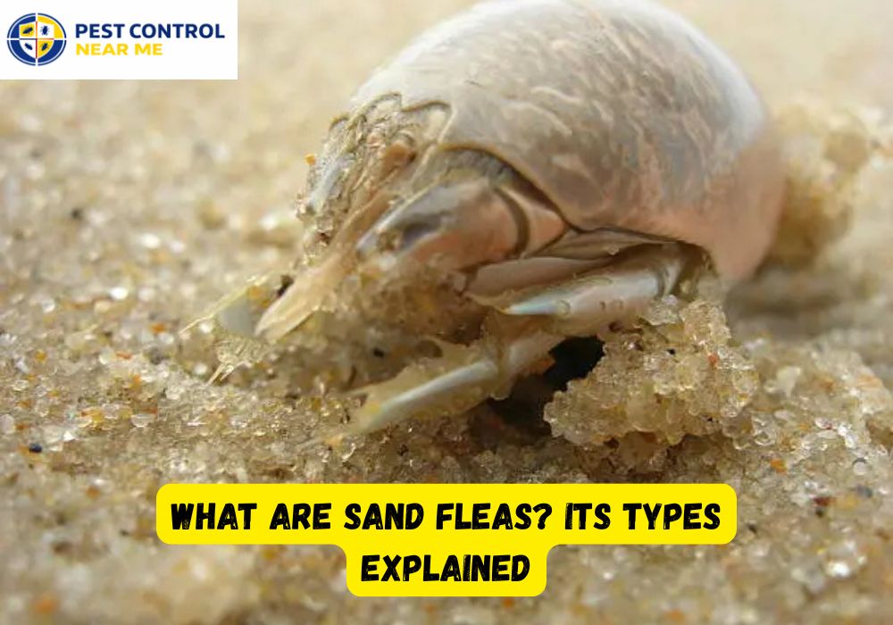 Types of Sand Fleas