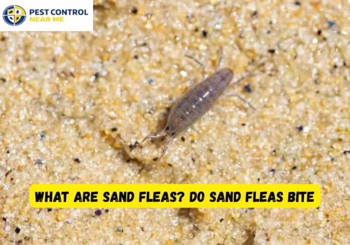 What Are Sand Fleas? Sand Fleas Bite Humans - Pest Control Near Me