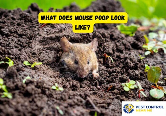 What Does Mouse Poop Look Like? How to Identify Mouse Droppings