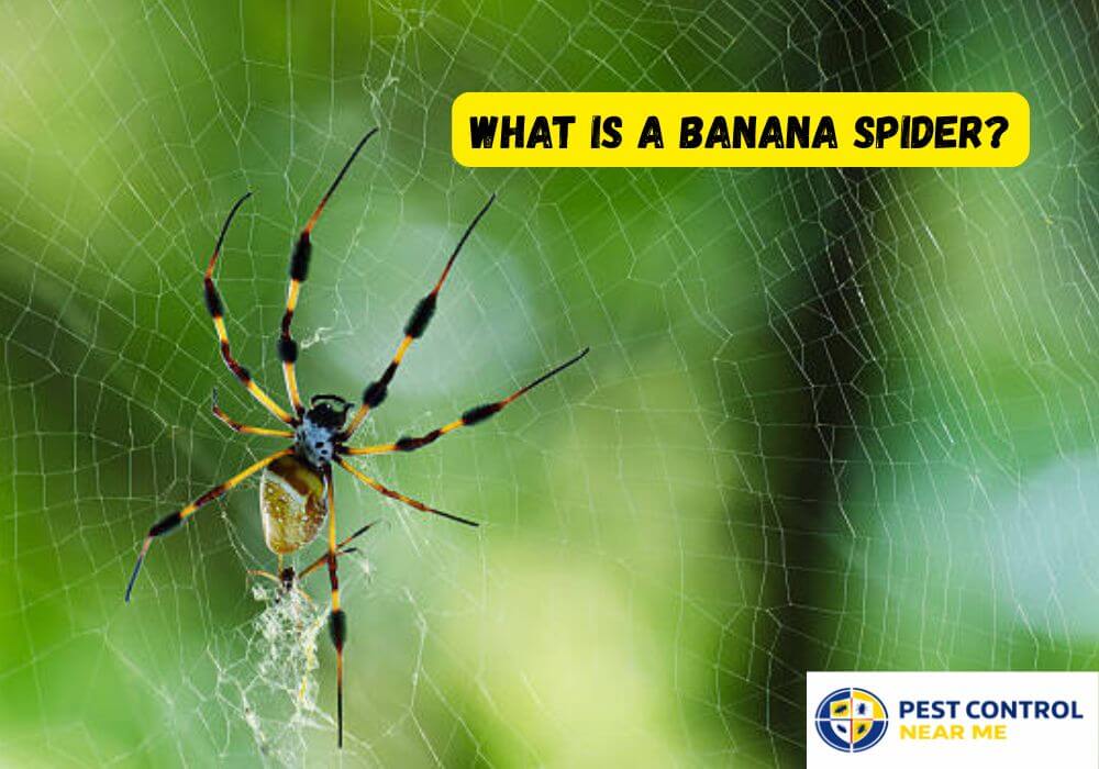 What Is a Banana Spider? - Pest Control Near Me