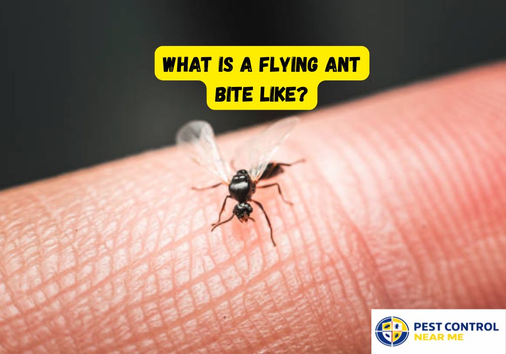 What Is a Flying Ant Bite Like - Pest Control Near Me