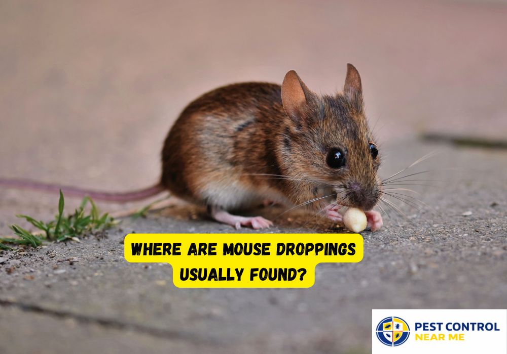 Where Are Mouse Droppings Usually Found?
