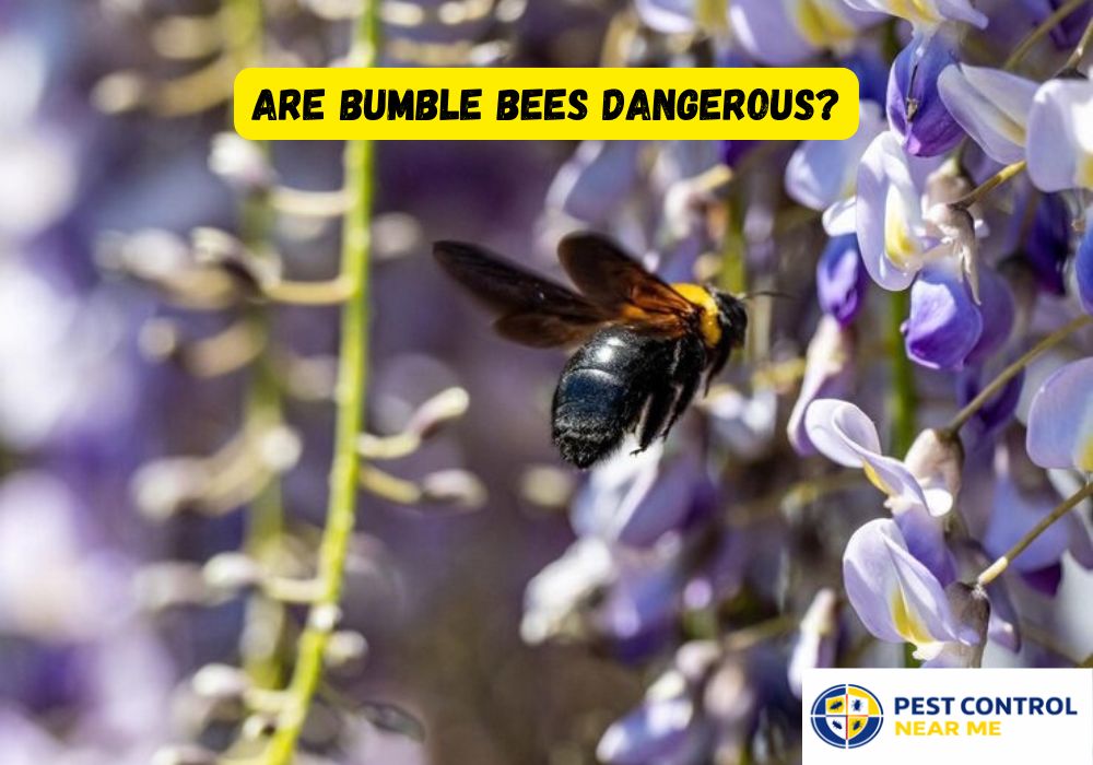 Are Bumble Bees Dangerous?