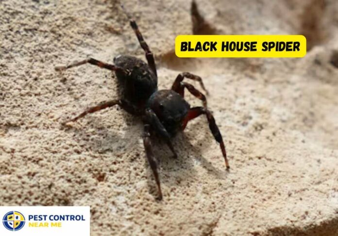 What is Black House Spider? Identification, Habitat & Bite Symptoms