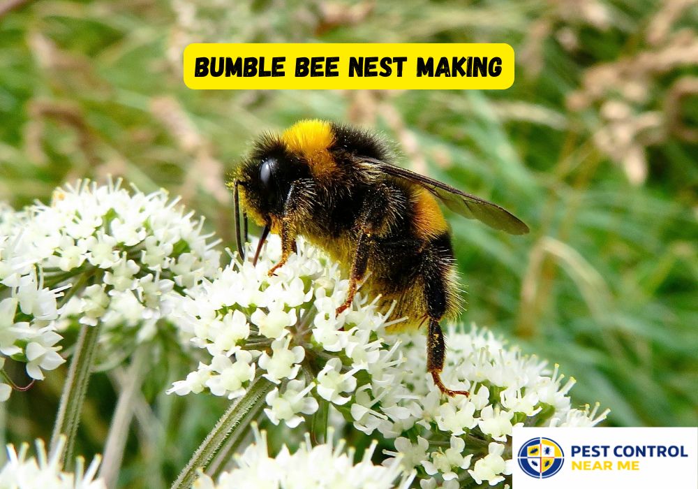 Bumble Bee Nest Making?