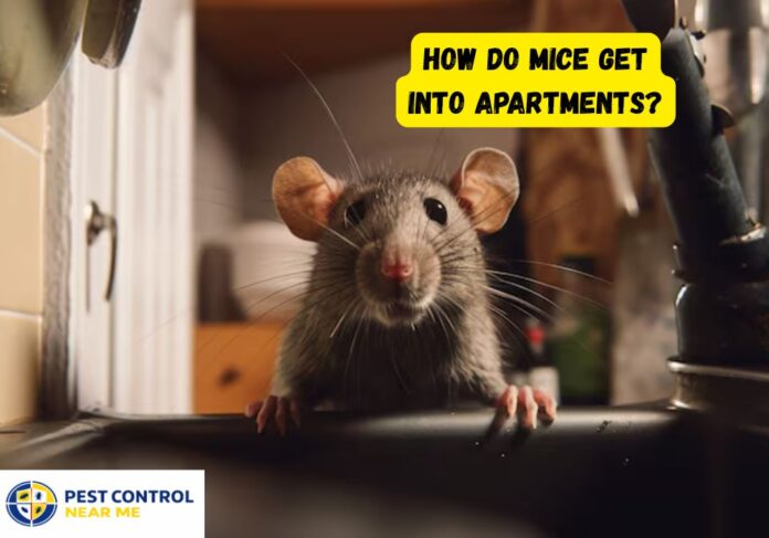 How Do Mice Get into Apartments?