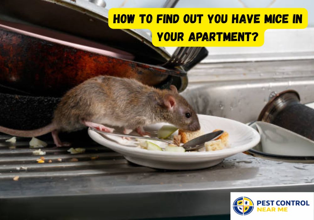 How to Find Out You Have Mice in Your Apartment?