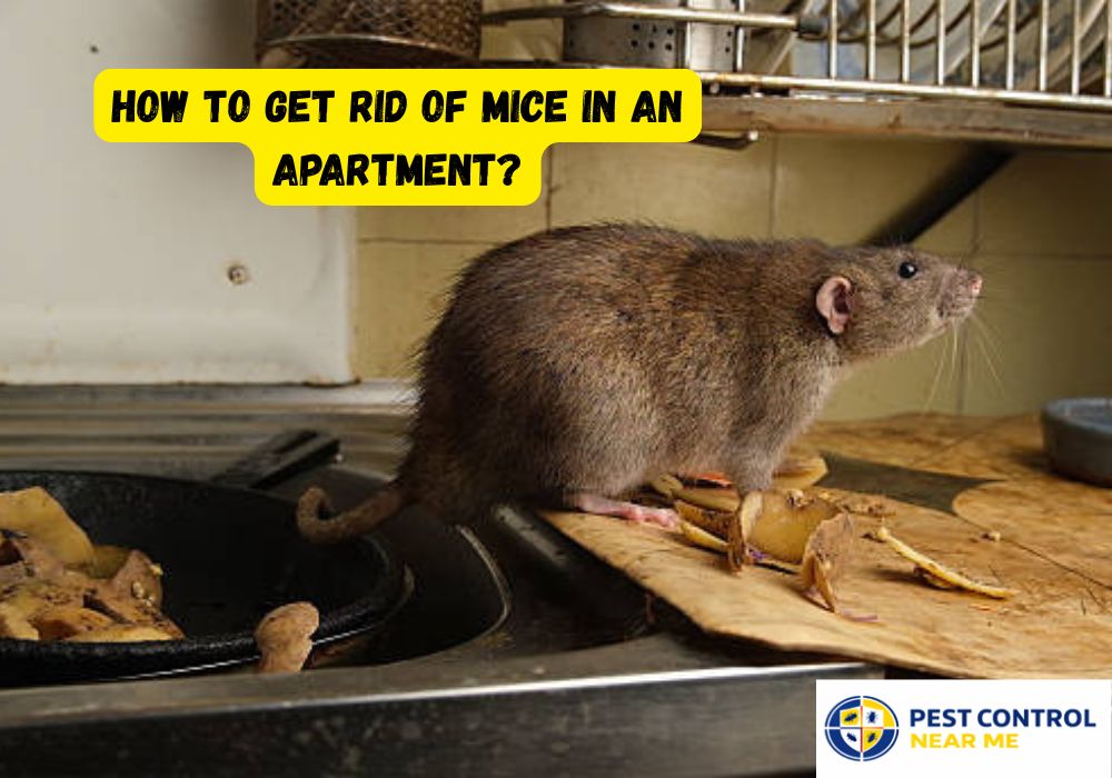How to Get Rid of Mice in an Apartment?