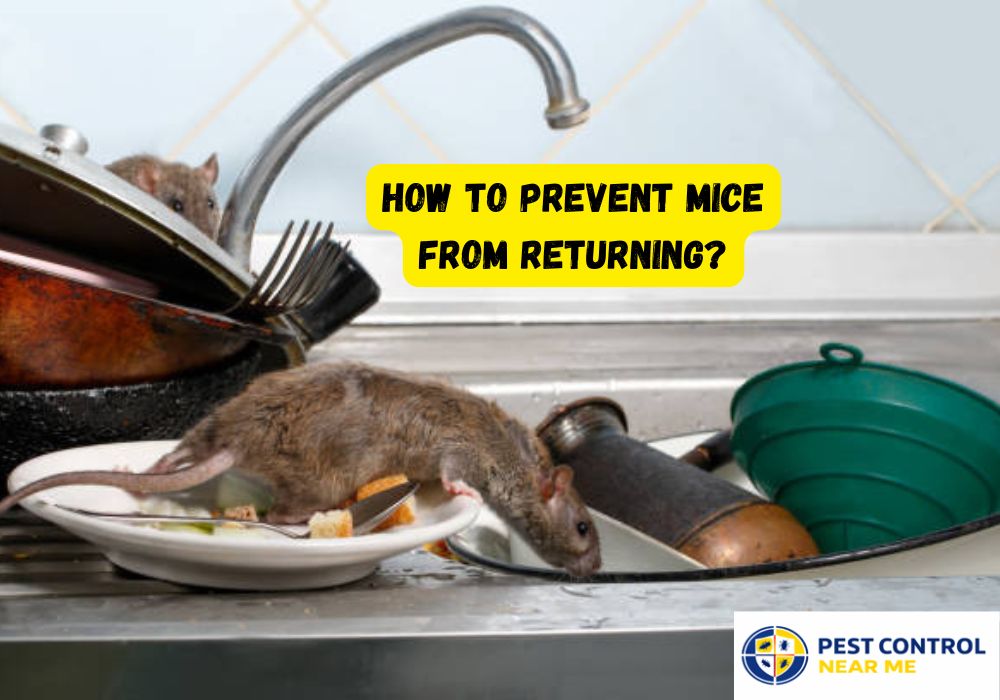 How to Prevent Mice from Returning?