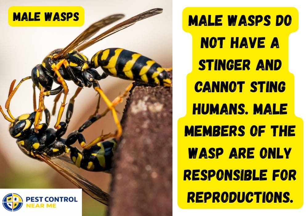 Male Wasps Lifespan | How Long do Male Wasps Live?