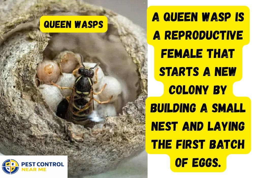 Queen Wasps Lifespan | How Long can a queen wasp live | How Long Does a Queen Wasp live for
