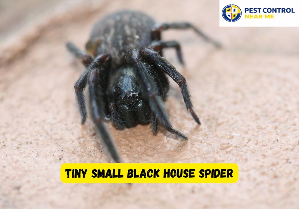 Tiny Small Black House Spider - Pest Control Near Me