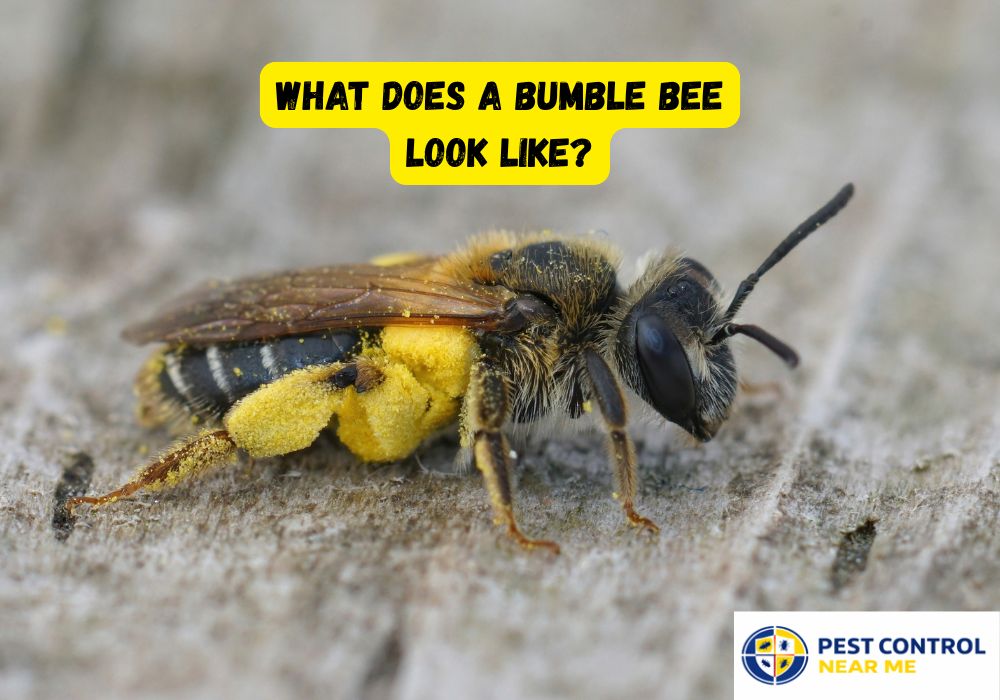 What Does a Bumble Bee Look Like?