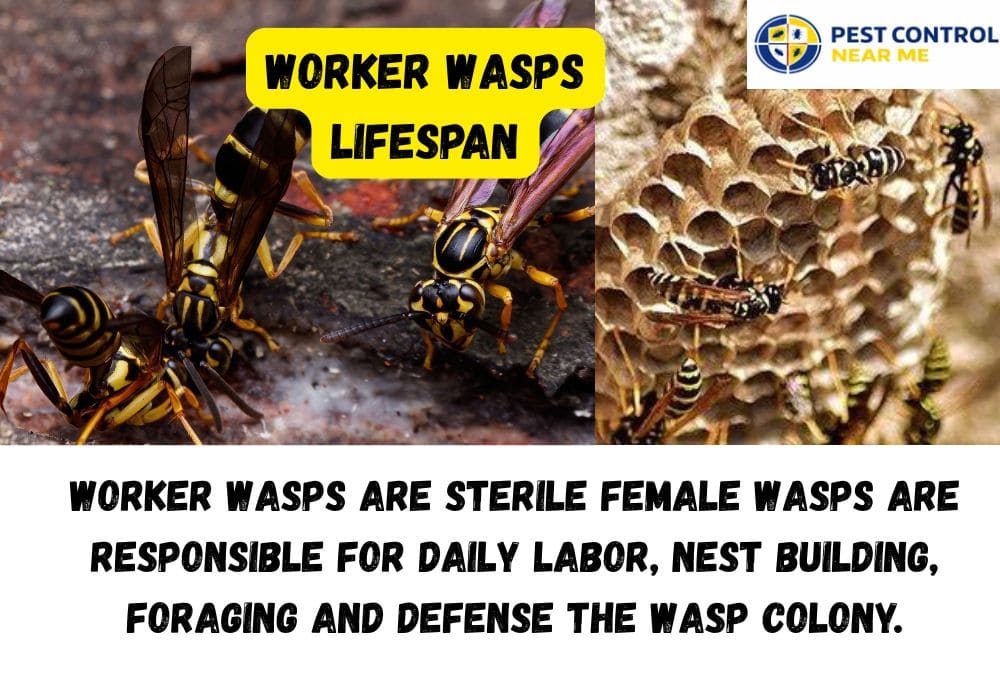 Worker Wasps Lifespan? Pest Control Near ME